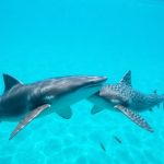 Scientists capture rare shark mating behavior on camera