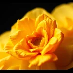 Kodak revives and launches new Kodacolor film products