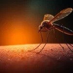 This country was mosquito-free but now faces a serious threat